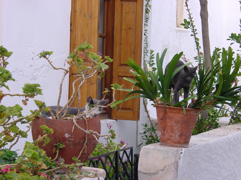 Naxos Katzen im Blumentopf.JPG -                                